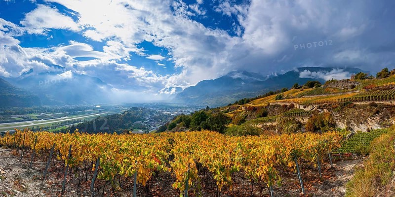 Vines in the Swiss Rhone Valley, wine, grapevine, agriculture, agribusiness, farming, wine-growing region, wine-growing, panorama, landscape, alcohol, tourism, travel, hiking, cloudy, autumn, autumnal, Alps, clouds, Valais, Switzerland, Europe