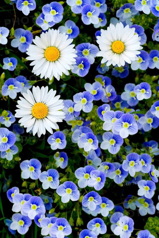 Daisies (Bellis Perennis) and Speedwell (Veronica Persica)