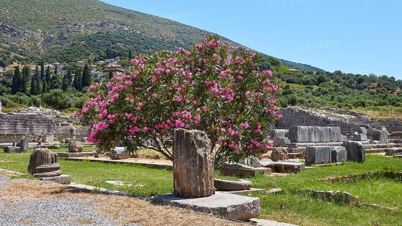 Flowering shrub in the foreground of ancient ruins and green hills, Archaeological site, Ancient Messene, capital of Messinia, Messini, Peloponnese, Greece, Europe