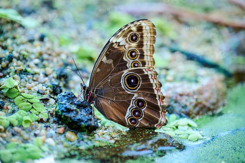 Peleides blue morpho butterfly (Morpho peleides) sitting on the ground, Germany, Europe