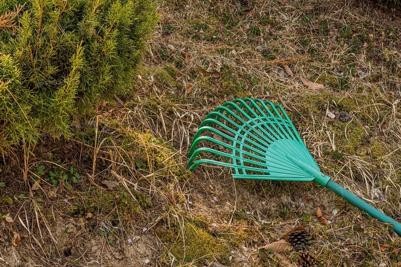 Green rake laying on hillside beside evergreen bush in South Korea