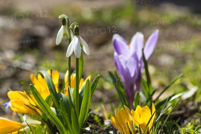 Crocuses blooming in the botanical garden in spring