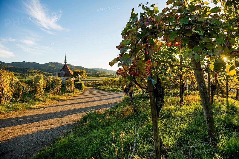 Mount of Olives Chapel in the vineyards, sunset, Ehrenstetten, Markgraeflerland, Black Forest, Baden-Wuerttemberg, Germany, Europe