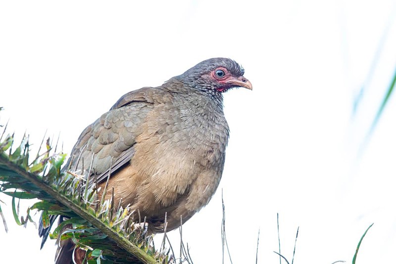 Chaco chachalaca (Ortalis canicollis) Pantanal Brazil