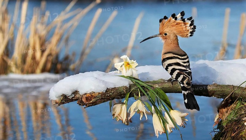 KI generated, animal, animals, bird, birds, biotope, habitat, one, individual, water, reeds, water lilies, blue sky, foraging, wildlife, hoopoe (Upupa epops), treehoppers, winter, ice, snow