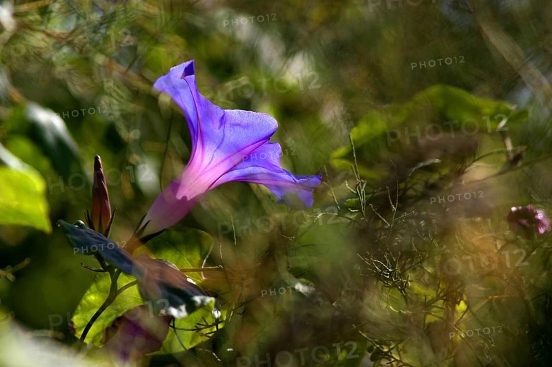 Morning Glory (Ipomoea Tricolor or Indica or Purpurea) La Palma, Canary Islands, Spain, Europe
