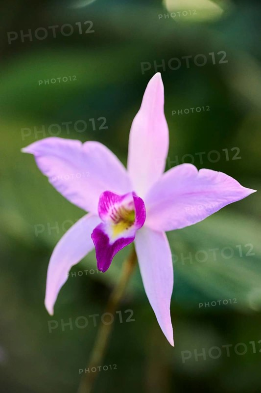 Bamboo orchid (Arundina graminifolia) flower growing in a greenhouse, Bavaria, Germany, Europe