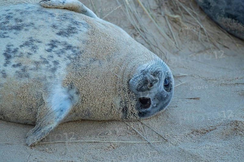 Atlantic grey seal (Halichoerus grypus) juvenile animal resting on a beach, Norfolk, England, United Kingdom, Europe