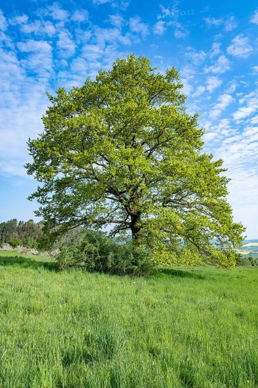English oak (Quercus robur), solitary tree, blue sky, white clouds, Thuringia, Germany, Europe