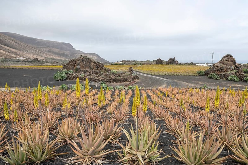 Aloe veras (Aloe vera), plantation, Haria, Lanzarote, Canary Islands, Spain, Europe