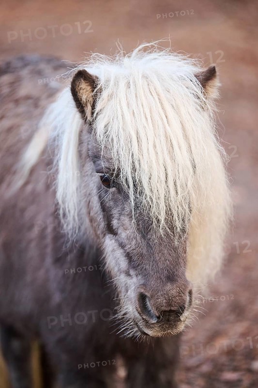 Portrait of a Shetland pony in winter, Bavaria, Germany, Europe
