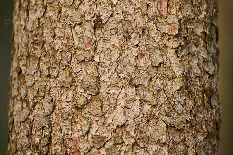 Norway spruce (Picea abies) tree trunk, bork, forest, Bavaria, Germany, Europe
