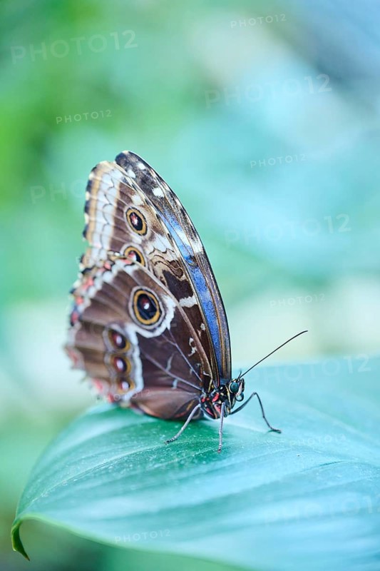 Peleides blue morpho butterfly (Morpho peleides) sitting on a leaf, Germany, Europe