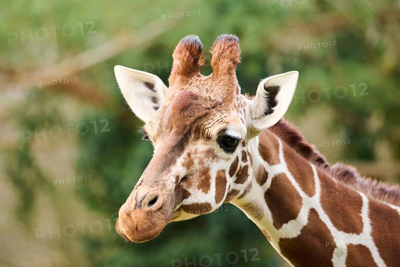 Reticulated giraffe (Giraffa camelopardalis reticulata), portrait, captive, Germany, Europe