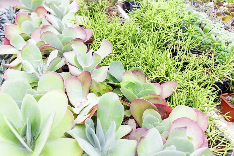 Various types of succulent in flower pots in the greenhouse. Closeup, selective focus