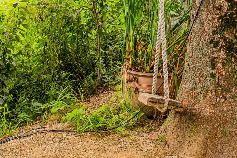Rope swing tide to tree trunk with green plants in background in South Korea
