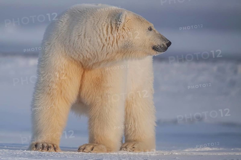 Polar bear (Ursus maritimus), standing and observing in pack ice, Kaktovik, Arctic National Wildlife Refuge, Alaska, USA, North America