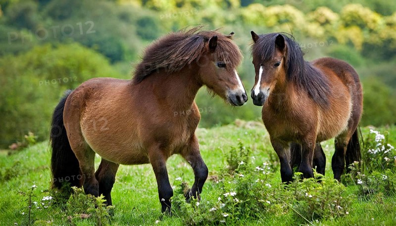 KI generated, animal, animals, mammal, mammals, biotope, habitat, two, mares, foraging, wildlife, meadow, pasture, Exmoor pony, horse, horses, ungulates, English pony breed, South West England, Exmoor, (Equus ferus caballus), foal