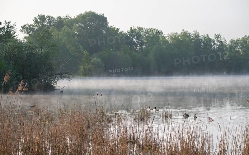 Wetland, lake, alluvial forest, morning mist, grey geese (Anser anser), Barnbruchswiesen and Ilkerbruch nature reserve, Lower Saxony, Germany, Europe