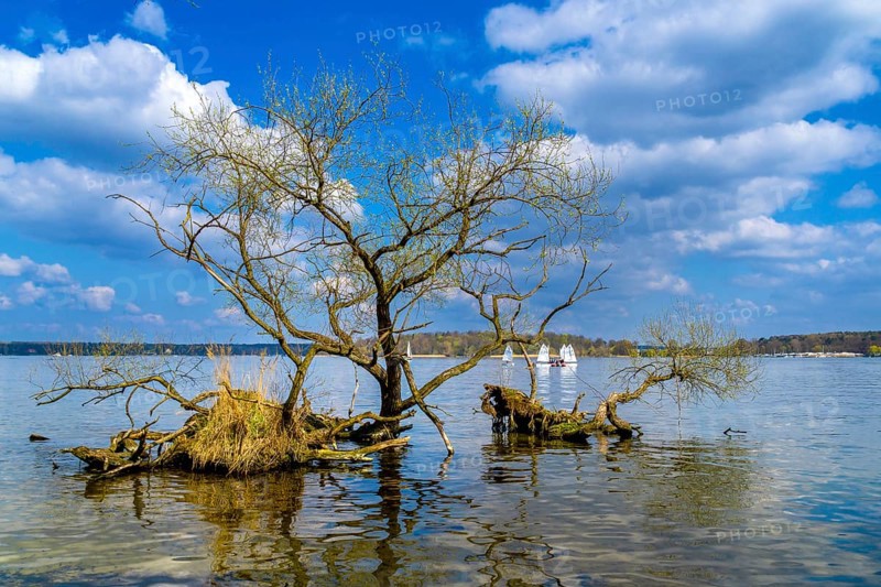 Uprooted tree in Wannsee, Berlin, Germany, Europe