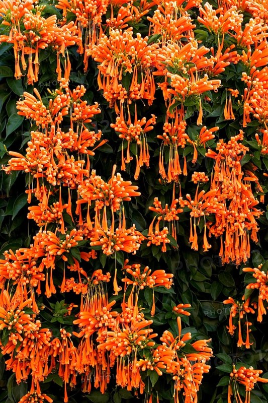 Flamevine or orange trumpet vine (Pyrostegia venusta) Feuer auf dem Dach, Feuerranke, La Palma, Canary Islands, Spain, Europe