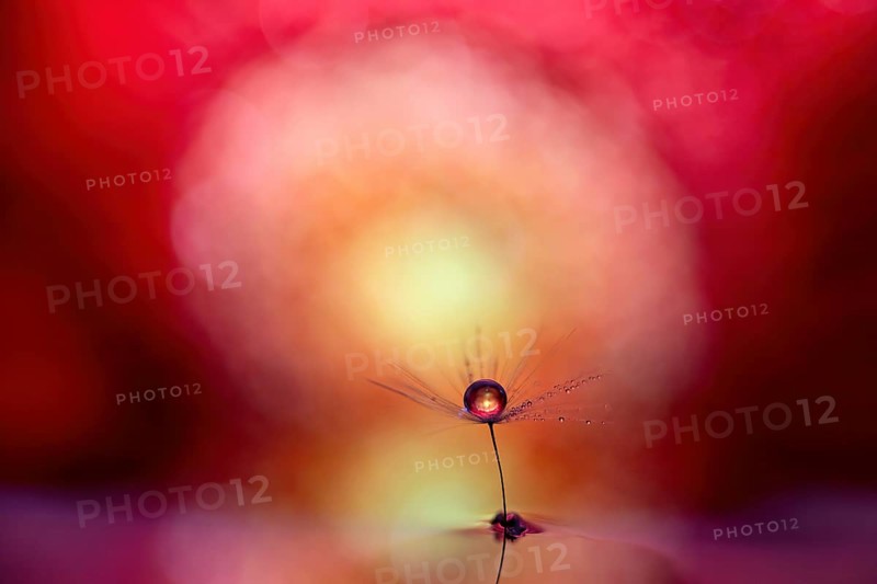 A macro image with a drop of water on a dandelion seed against a reddish background