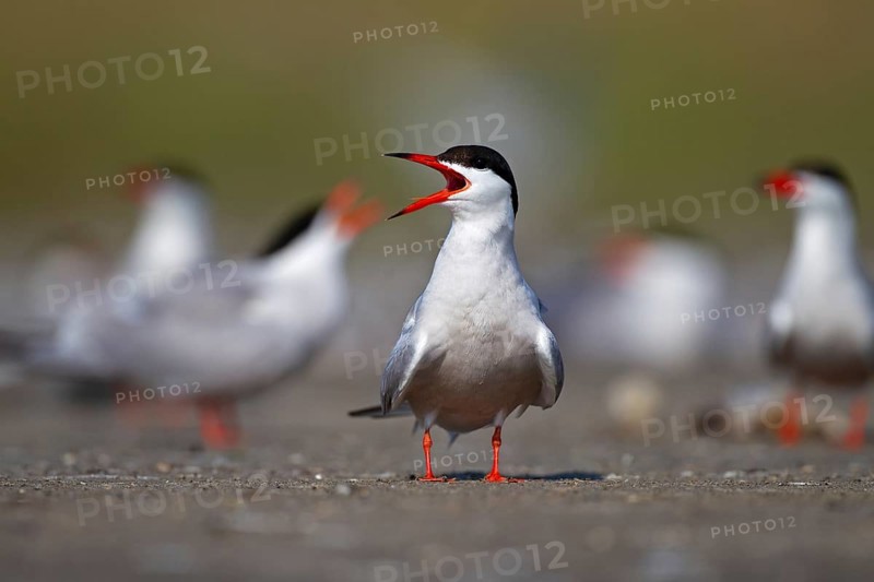 Common Tern (Sterna hirundo), calling in breeding colony, Danube Delta Biosphere Reserve, Romania, Europe