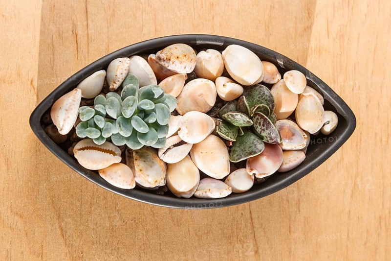 Small succulents in a ceramic pot on a wooden background