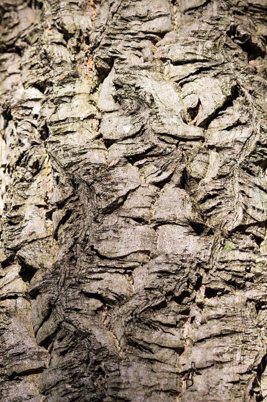 Patterned bark texture of Amur cork tree