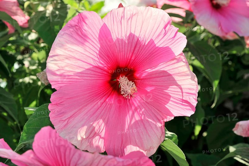 Flowering Hibiscus cultivar Red Heart (Hibiscus syriacus cultivar Red Heart) Florence, Tuscany, Italy, Europe