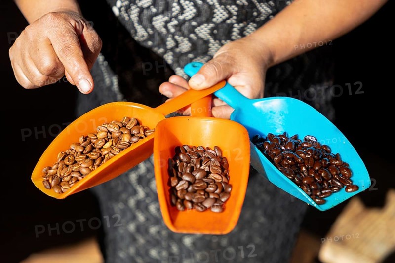 A woman shows the different stages of roasting the coffee beans, Pluma Hidalgo, Pochutla, Oxaca state, Sierra Madre del Sur, Mexico, Central America