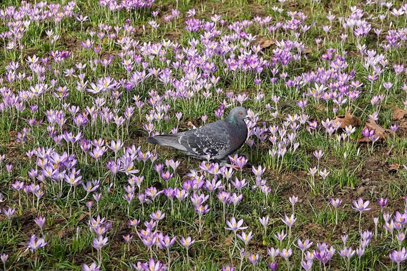 Enchanting crocus blossom, city pigeon, February, Germany, Europe