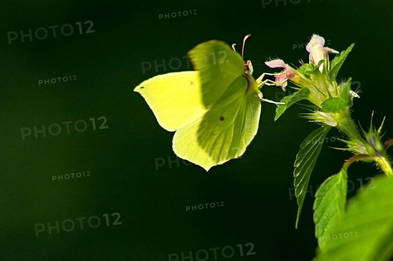 Brimstone (gonepteryx rhamni) on dead nettle (Lamium maculatum) Bavaria, Germany, Europe