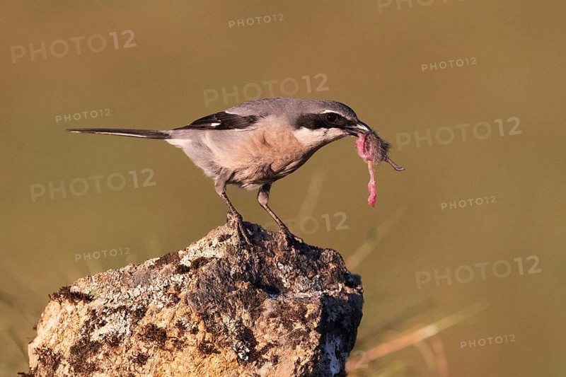 Iberian Grey Shrike (Lanius meridionalis), Southern Grey Shrike, with prey, Fuerteventura, Extremadura, Spain, Europe