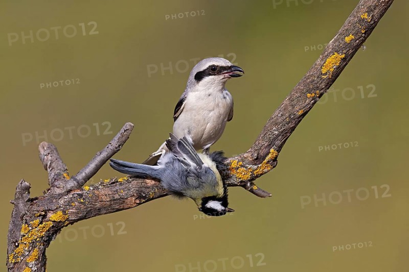 Great Grey Shrike (Lanius excubitor) with Great Tit as prey, Thuringia, Germany, Europe