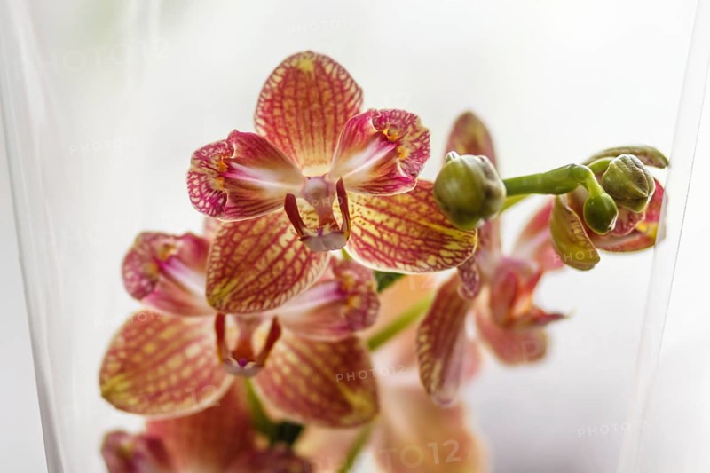 Beautiful orchids of different colors on white and grey background. Phalaenopsis hybrids. Close up