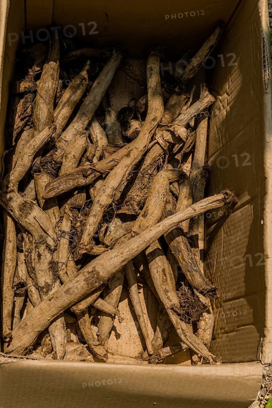 Tree and plant roots in shaded cardboard box in South Korea