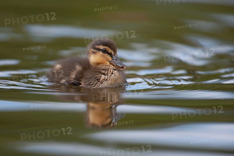 Mallard duck (Anas platyrhynchos) juvenile baby duckling on a lake, England, United Kingdom, Europe