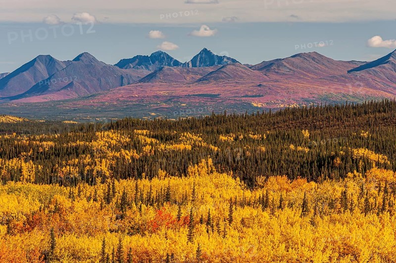 Autumn coloured aspens in front of mountains, Parks Highway, Alaska Range, Alaska, USA, North America