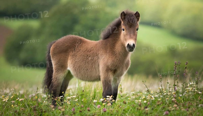 KI generated, animal, animals, mammal, mammals, biotope, habitat, one, individual animal, foraging, wildlife, meadow, pasture, Exmoor pony, horse, horses, ungulates, English pony breed, South West England, Exmoor, (Equus ferus caballus), foal, flower meadow