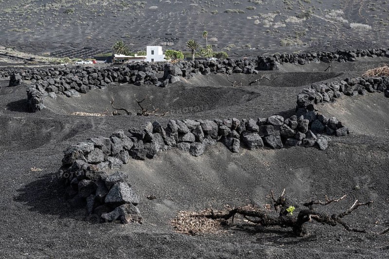 Wine growing in volcanic ash pits protected by dry stone walls, Yaiza, Lanzarote, Canary Islands, Spain, Europe