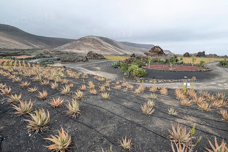 Aloe veras (Aloe vera), plantation, Haria, Lanzarote, Canary Islands, Spain, Europe