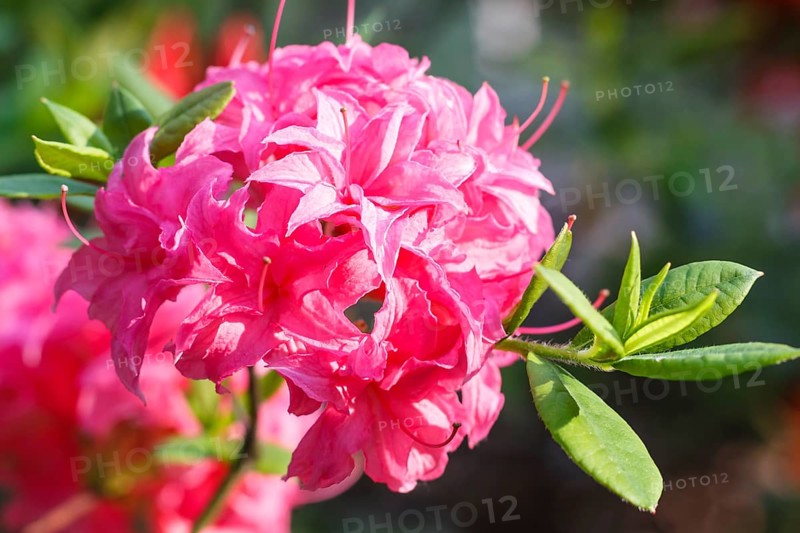 Rhododendron (azalea) flowers of various colors in the spring garden. Closeup. Blurred background