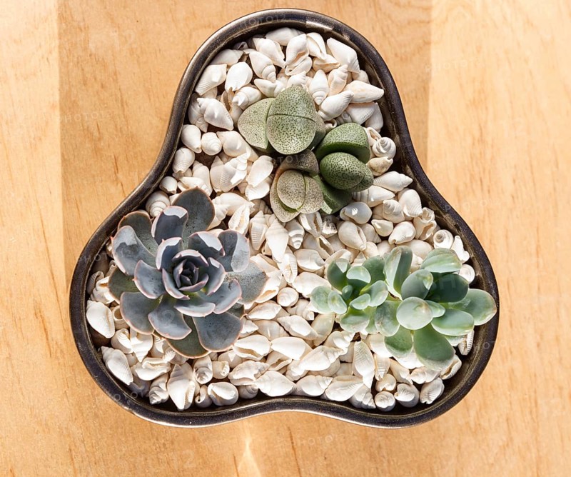 Small succulents in a ceramic pot on a wooden background