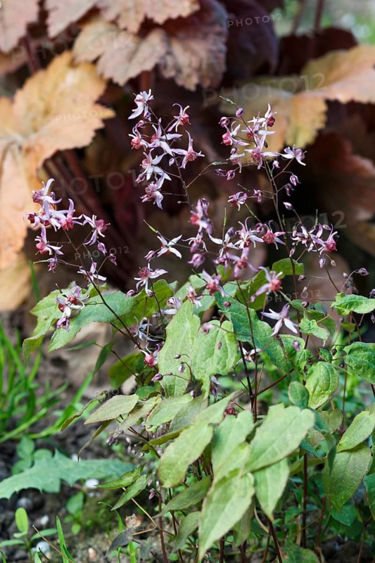 Purple barrenwort (epimedium) flourishing in the garden
