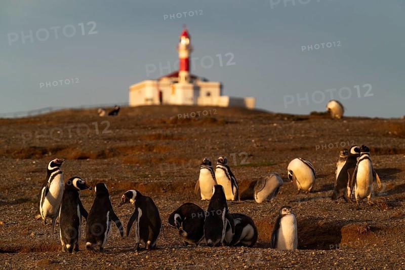 Magellanic penguins (Spheniscus magellanicus) in front of the lighthouse in the Penguin National Park on Magdalena Island, Magellanes, Patagonia, Chile, South America