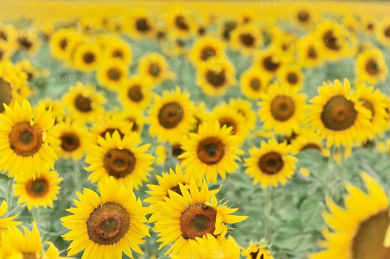 Sunflower field, sunflowers (Helianthus annuus), landscape south of Montepulciano, Tuscany, Italy, Europe