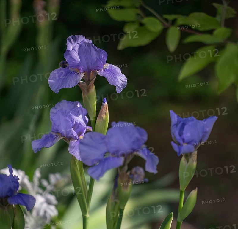 A purple iris blooms in the sunlight in a green garden Iris sibirica