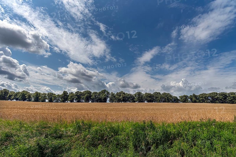 Avenue of large-leaved lindens (Tilia platyphyllos) Cornfield and cloudy sky, Rehna, Mecklenburg-Vorpommern, Germany, Europe