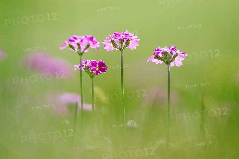 Bird's-eye primrose (Primula Farinosa) on a mountain meadow near Wallgau, Upper Bavaria, Germany, Europe
